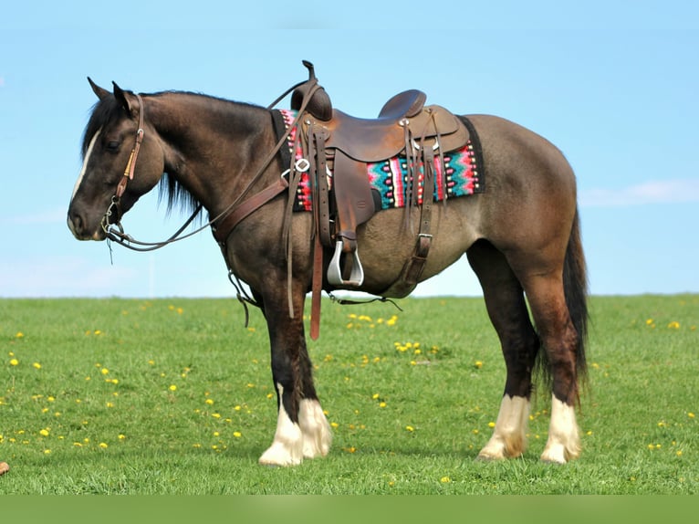 Gypsy Horse Mix Mare 4 years Grullo in Rebersburg