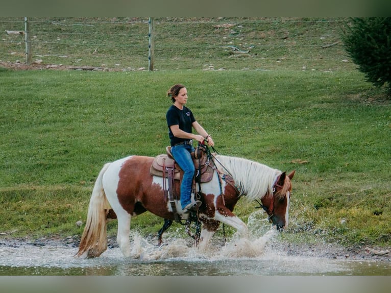 Gypsy Horse Mix Mare 4 years Pinto in Warsaw