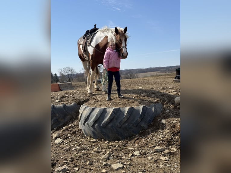 Gypsy Horse Mix Mare 4 years Pinto in Warsaw