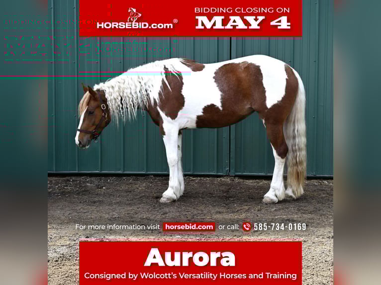 Gypsy Horse Mix Mare 4 years Pinto in Warsaw