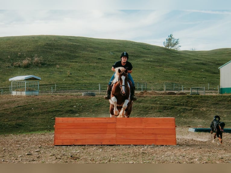 Gypsy Horse Mix Mare 4 years Pinto in Warsaw