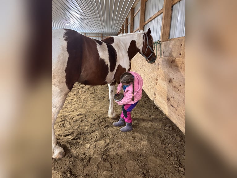 Gypsy Horse Mix Mare 4 years Pinto in Warsaw