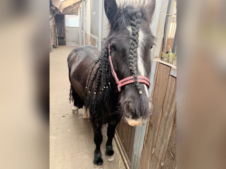 Gypsy Horse Mare 5 years 12.1 hh Black in WeyheWeyhe