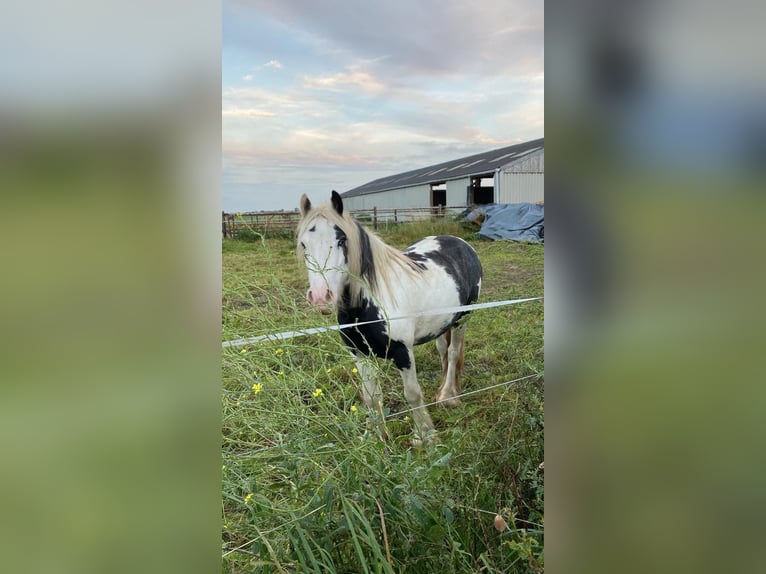 Gypsy Horse Mare 5 years 12,1 hh Gray-Dark-Tan in Eethen