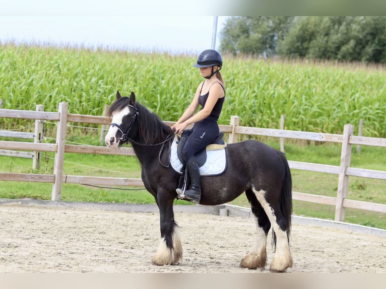 Gypsy Horse Mare 5 years 12,2 hh Pinto in Bogaarden