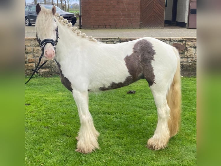 Gypsy Horse Mare 5 years 12,2 hh Pinto in Hopsten