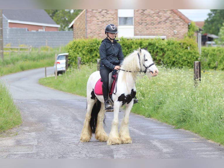Gypsy Horse Mare 5 years 12.3 hh Pinto in Pepingen