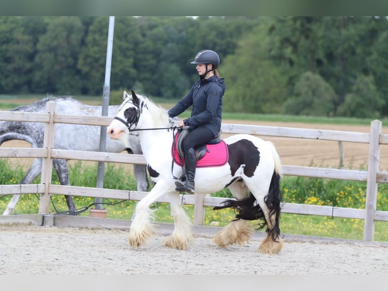 Gypsy Horse Mare 5 years 12.3 hh Pinto in Pepingen