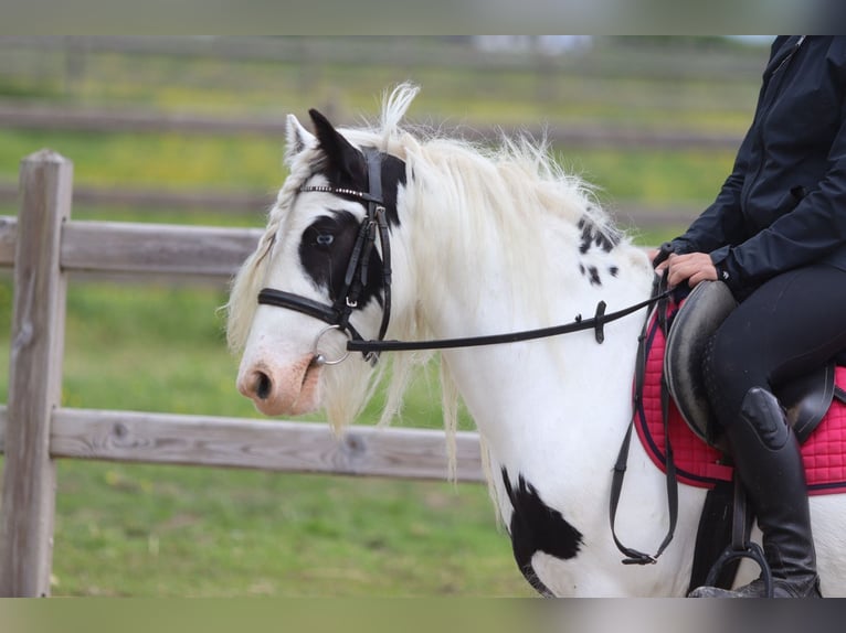 Gypsy Horse Mare 5 years 12.3 hh Pinto in Pepingen
