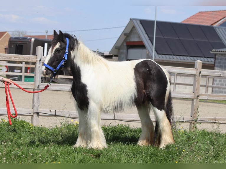 Gypsy Horse Mare 5 years 12,1 hh Pinto in Bogaarden