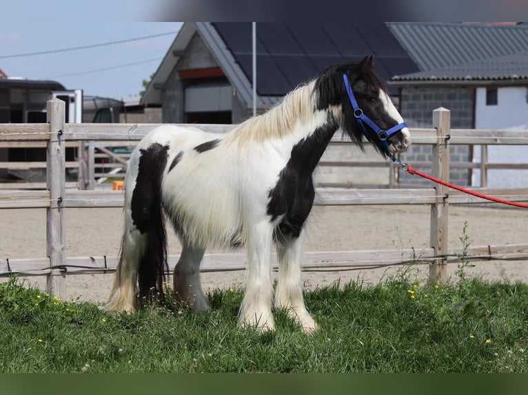 Gypsy Horse Mare 5 years 12,1 hh Pinto in Bogaarden