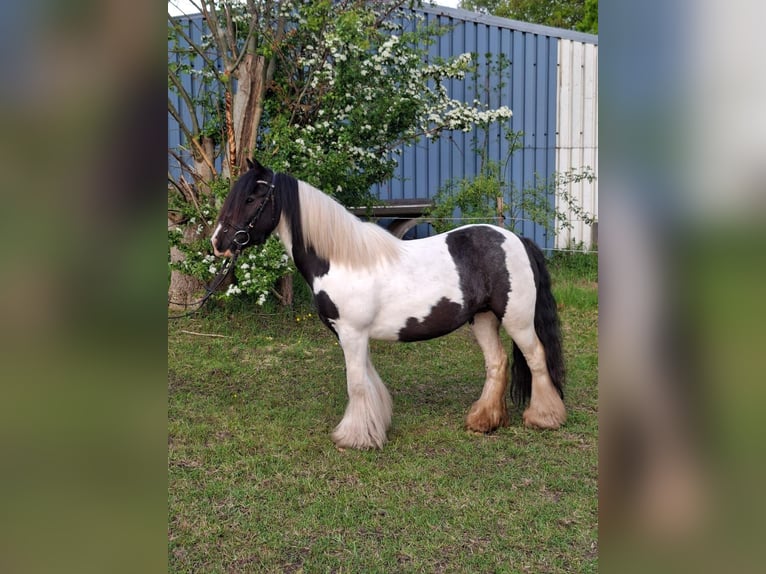 Gypsy Horse Mare 5 years 12,1 hh Pinto in L&#xF6;ptin