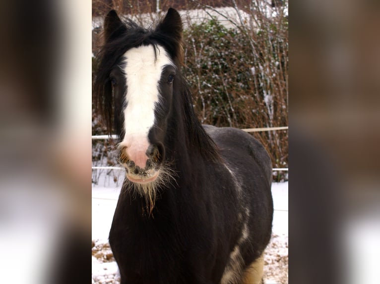 Gypsy Horse Mare 5 years 12,2 hh Black in Velpke