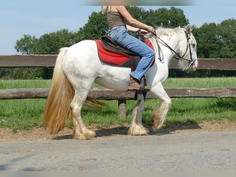 Gypsy Horse Mare 5 years 12,2 hh Grey in Lathen