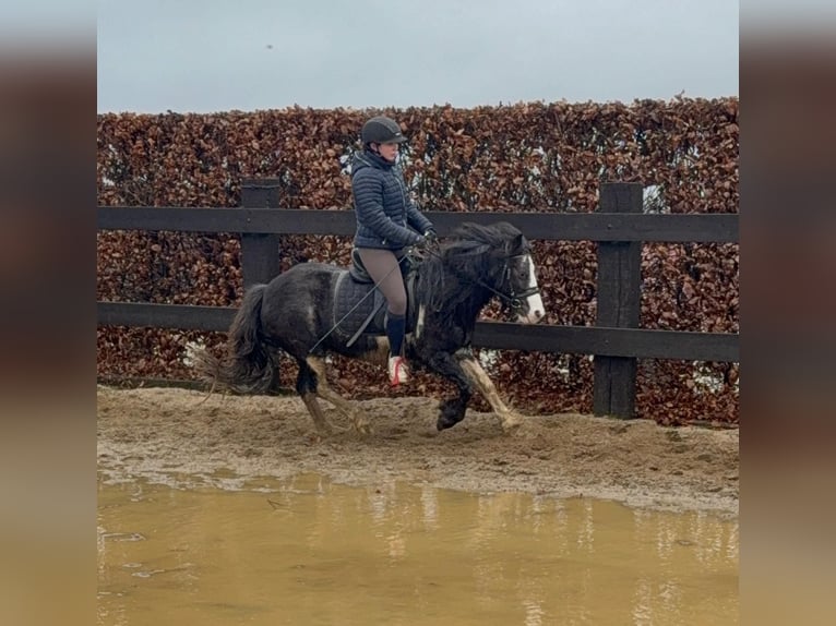 Gypsy Horse Mix Mare 5 years 12,2 hh Pinto in Daleiden