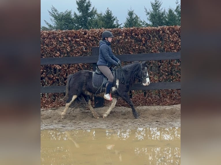 Gypsy Horse Mix Mare 5 years 12,2 hh Pinto in Daleiden