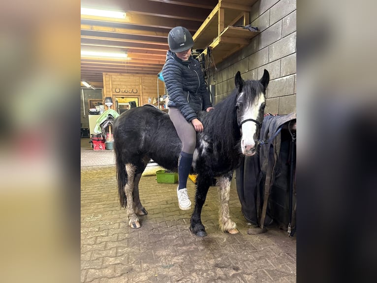 Gypsy Horse Mix Mare 5 years 12,2 hh Pinto in Daleiden