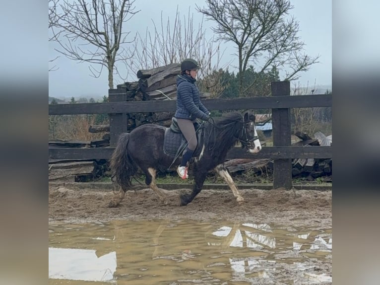 Gypsy Horse Mix Mare 5 years 12,2 hh Pinto in Daleiden