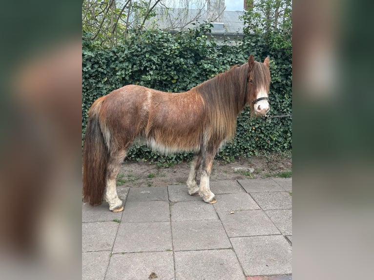 Gypsy Horse Mare 5 years 12,3 hh in Norderstedt