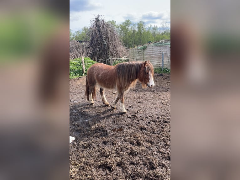 Gypsy Horse Mare 5 years 12,3 hh in Norderstedt