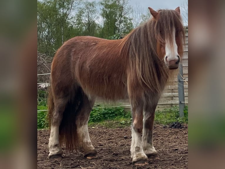 Gypsy Horse Mare 5 years 12,3 hh in Norderstedt