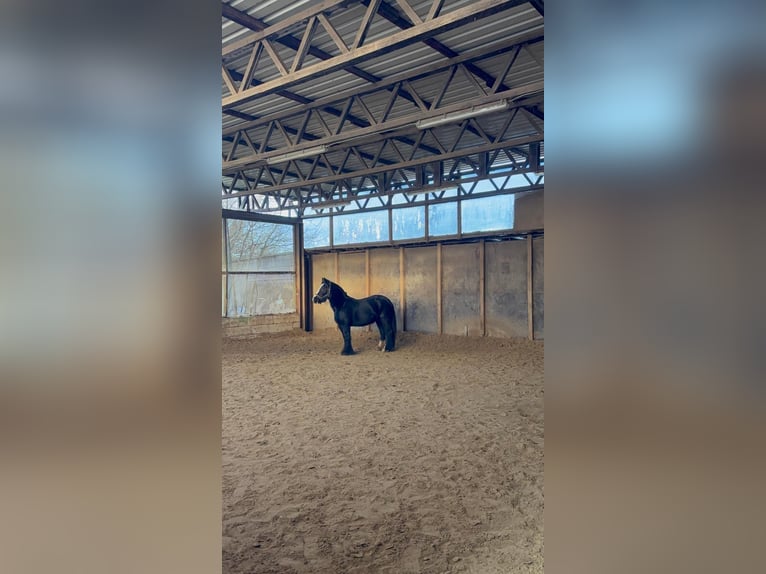 Gypsy Horse Mare 5 years 13,1 hh Black in Essen