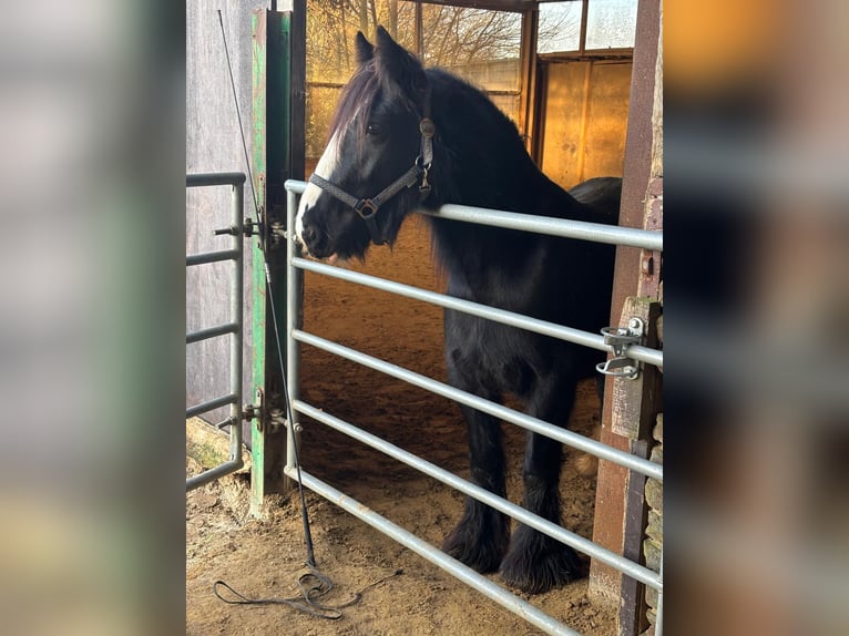 Gypsy Horse Mare 5 years 13,1 hh Black in Essen