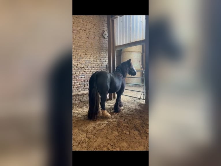 Gypsy Horse Mare 5 years 13,1 hh Black in Essen