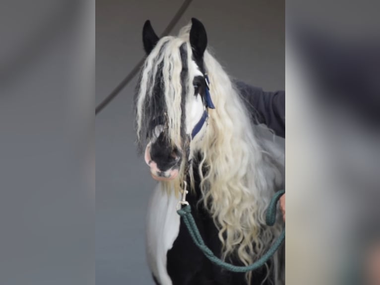 Gypsy Horse Mare 5 years 13,1 hh Gray-Dark-Tan in Maartensdijk