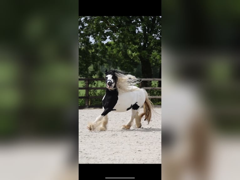 Gypsy Horse Mare 5 years 13,1 hh Gray-Dark-Tan in MaartensdijkMaartensdijk