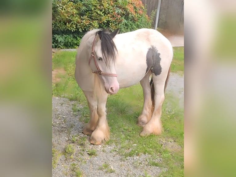 Gypsy Horse Mare 5 years 13.1 hh Pinto in Lage