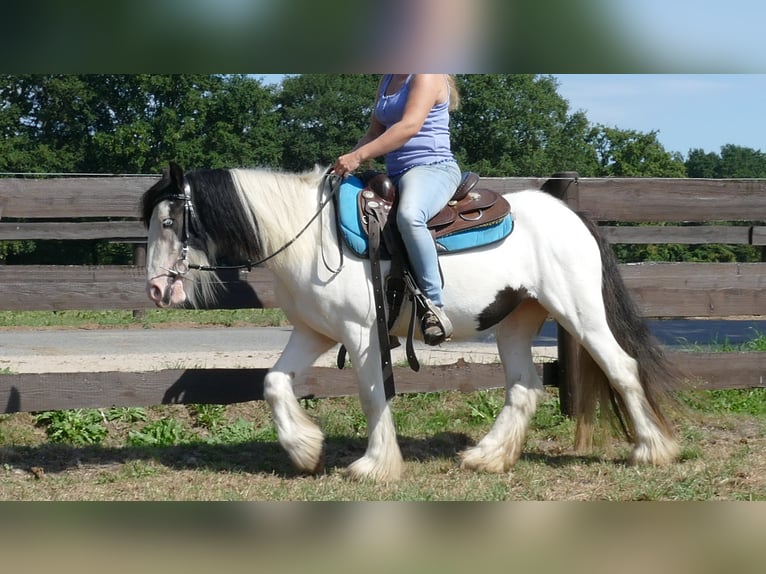 Gypsy Horse Mare 5 years 13,1 hh Pinto in Lathen