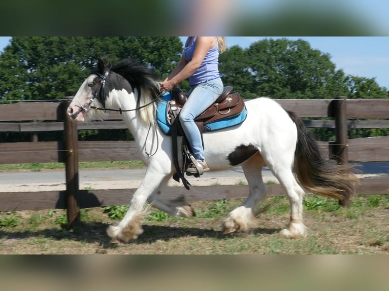 Gypsy Horse Mare 5 years 13,1 hh Pinto in Lathen