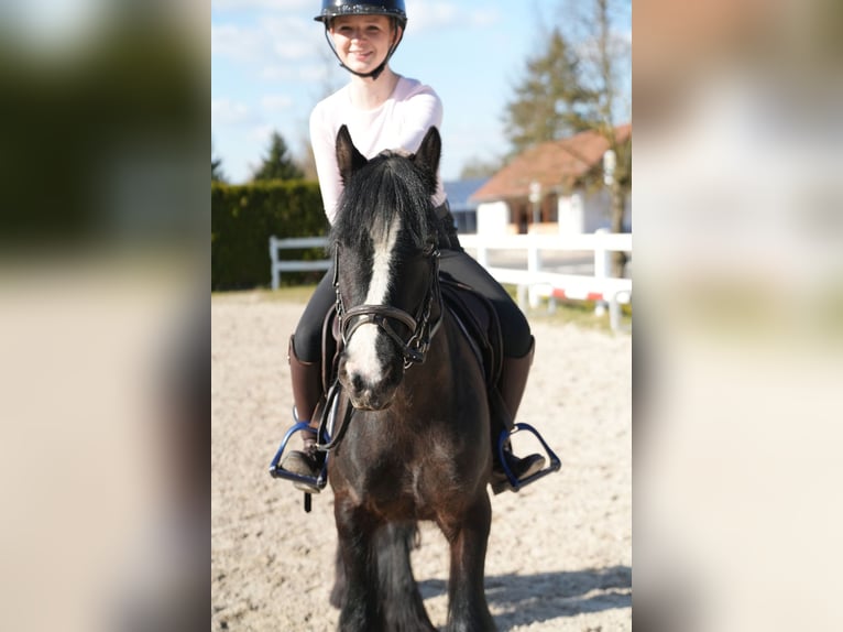 Gypsy Horse Mare 5 years 13.2 hh Black in Wächtersbach