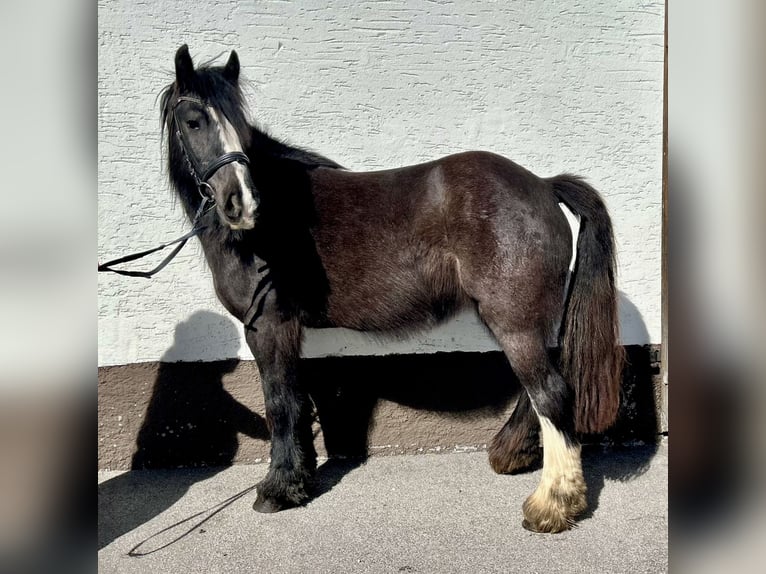 Gypsy Horse Mare 5 years 13,2 hh Black in Pelmberg