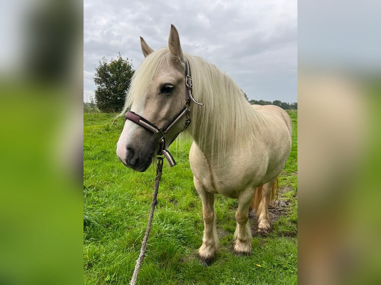 Gypsy Horse Mare 5 years 13,2 hh Palomino in Hinte