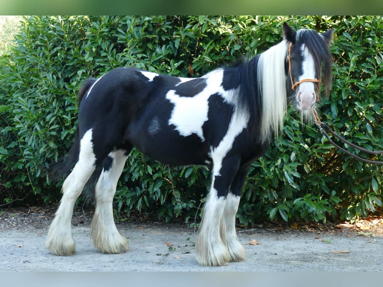 Gypsy Horse Mare 5 years 13,2 hh Pinto in Lathen