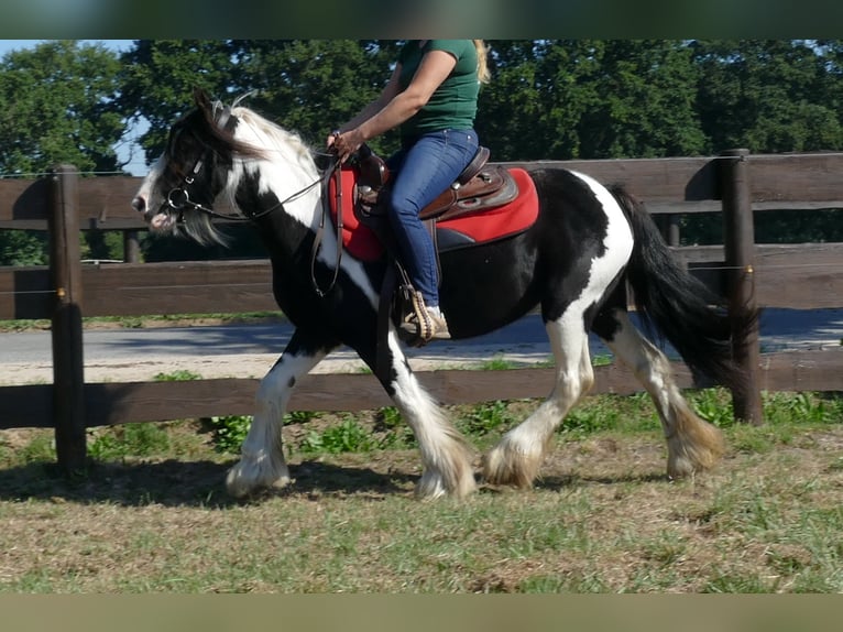 Gypsy Horse Mare 5 years 13,2 hh Pinto in Lathen