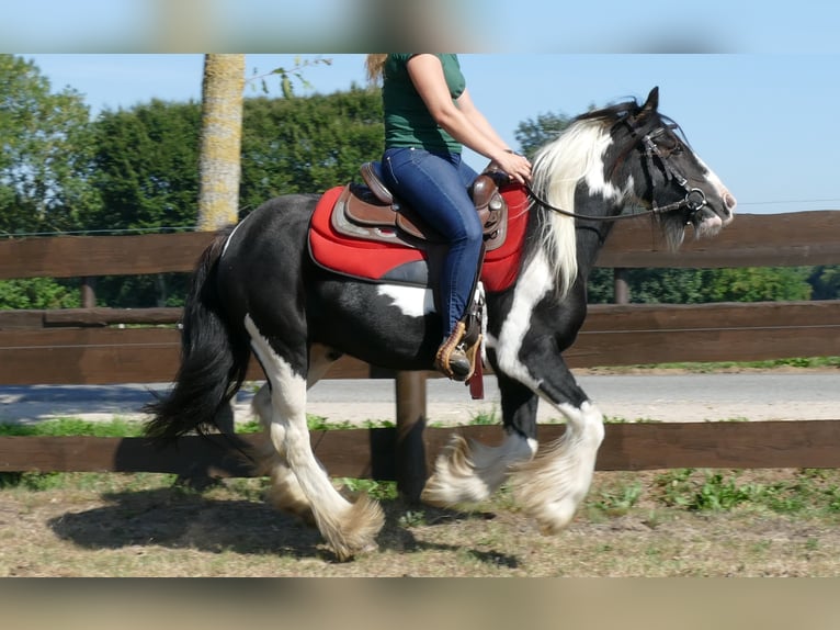 Gypsy Horse Mare 5 years 13,2 hh Pinto in Lathen