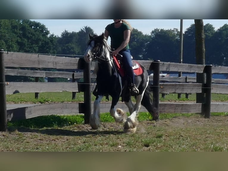 Gypsy Horse Mare 5 years 13,2 hh Pinto in Lathen