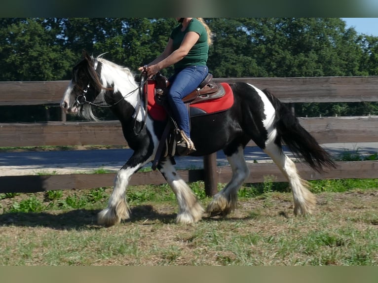 Gypsy Horse Mare 5 years 13,2 hh Pinto in Lathen