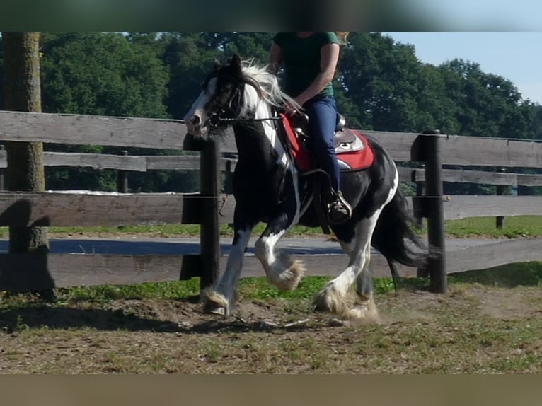 Gypsy Horse Mare 5 years 13,2 hh Pinto in Lathen