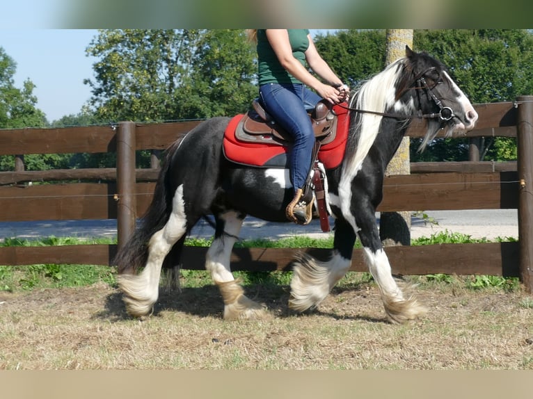 Gypsy Horse Mare 5 years 13,2 hh Pinto in Lathen
