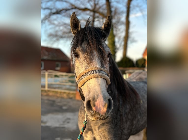 Gypsy Horse Mare 5 years 13,3 hh Gray-Blue-Tan in Bad Laer