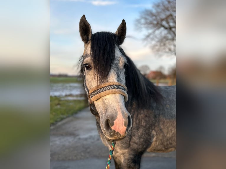 Gypsy Horse Mare 5 years 13,3 hh Gray-Blue-Tan in Bad Laer