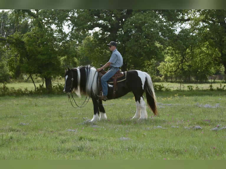 Gypsy Horse Mare 5 years 13.3 hh Pinto in Dublin