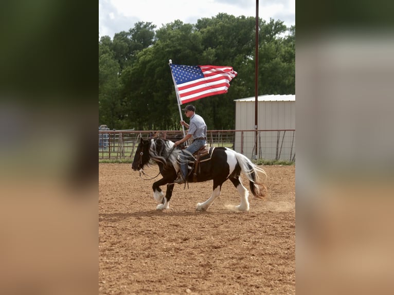 Gypsy Horse Mare 5 years 13.3 hh Pinto in Dublin