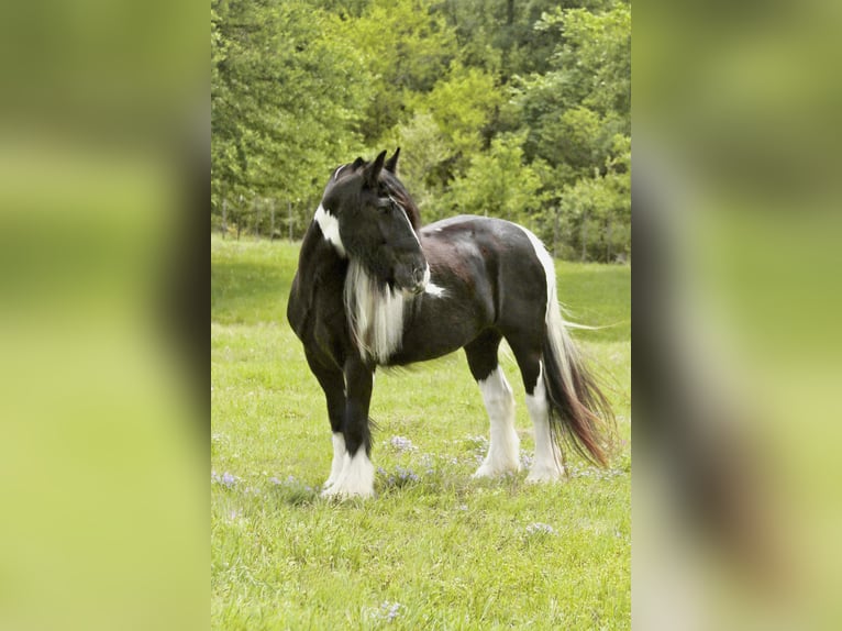 Gypsy Horse Mare 5 years 13.3 hh Pinto in Dublin
