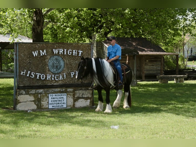 Gypsy Horse Mare 5 years 13.3 hh Pinto in Dublin