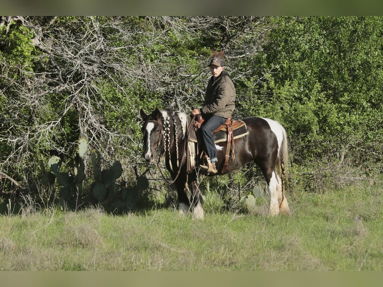 Gypsy Horse Mare 5 years 13.3 hh Pinto in Dublin